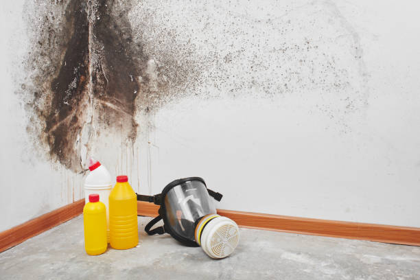 Best Residential Mold Remediation in Fresno, TX