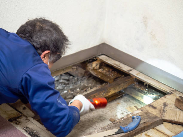 Best Post-Flood Mold Remediation in Fresno, TX