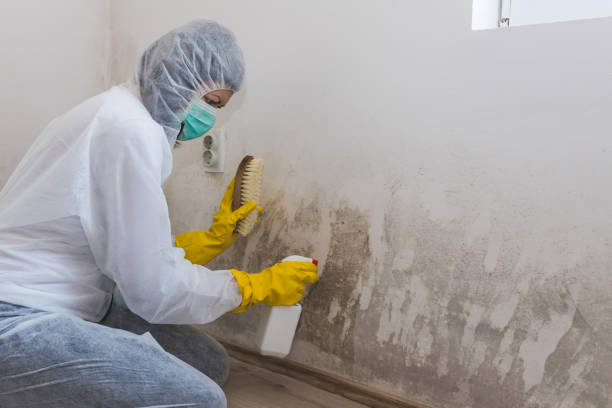 Professional Mold Remediation in Fresno, TX