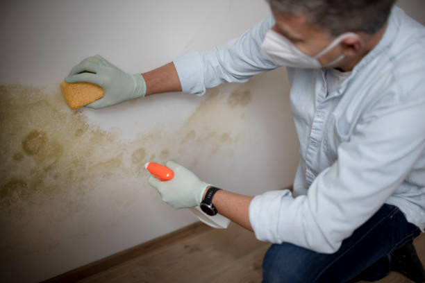 Best Residential Mold Remediation in Fresno, TX
