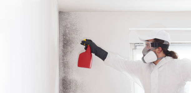 Best White Mold Remediation in Fresno, TX